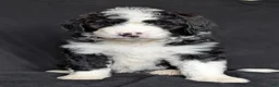 Bernedoodle dogs for sale: Cali - Ad 22
