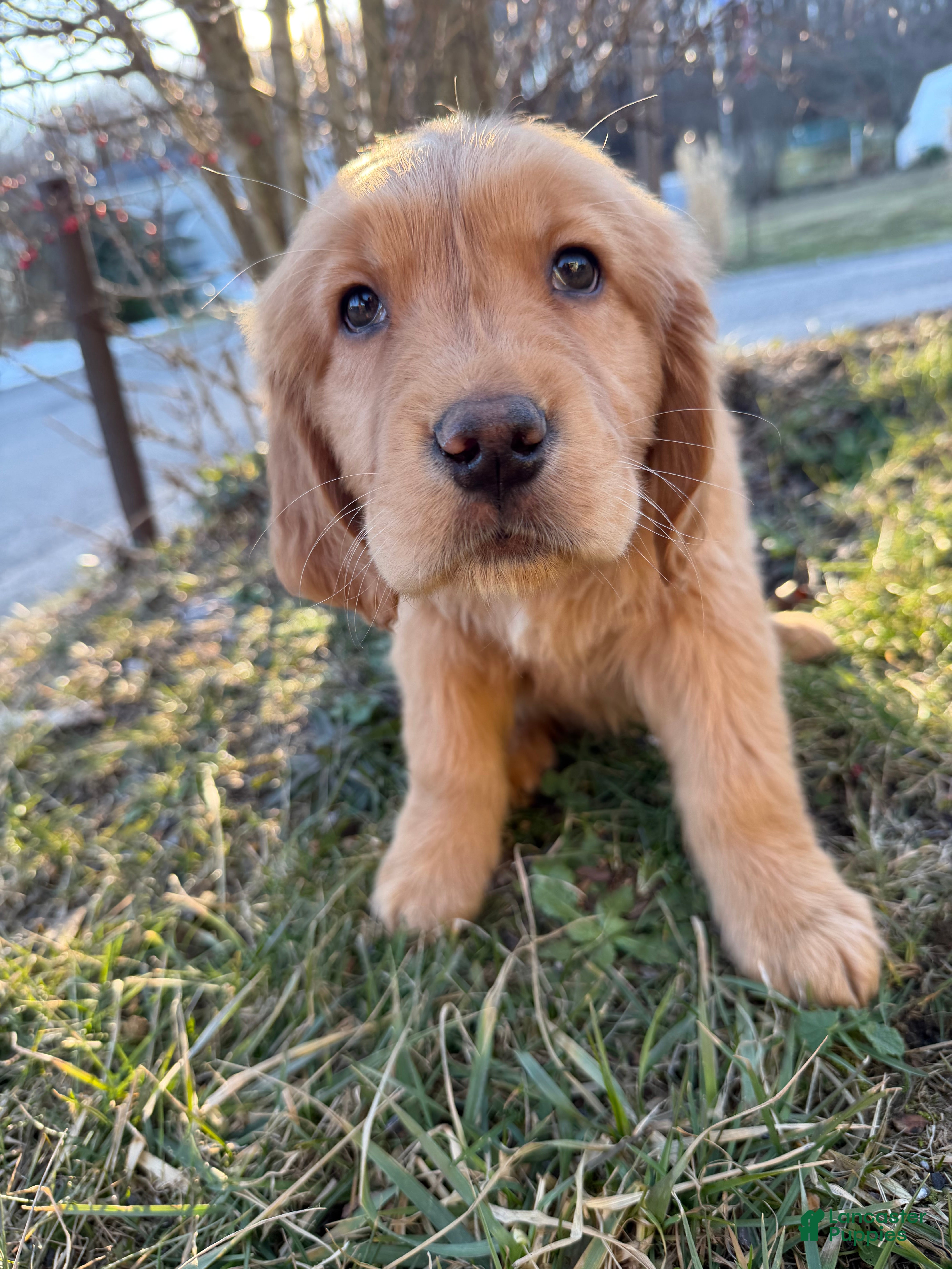 Golden Retriever dogs Packer-Green - Ad 4