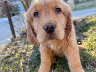 Golden Retriever dogs Packer-Green - Ad 4