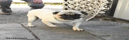 Pug dogs for sale: Gemma - Ad 7
