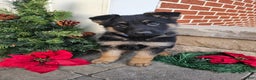 German Shepherd dogs for sale: Chance - Ad 1