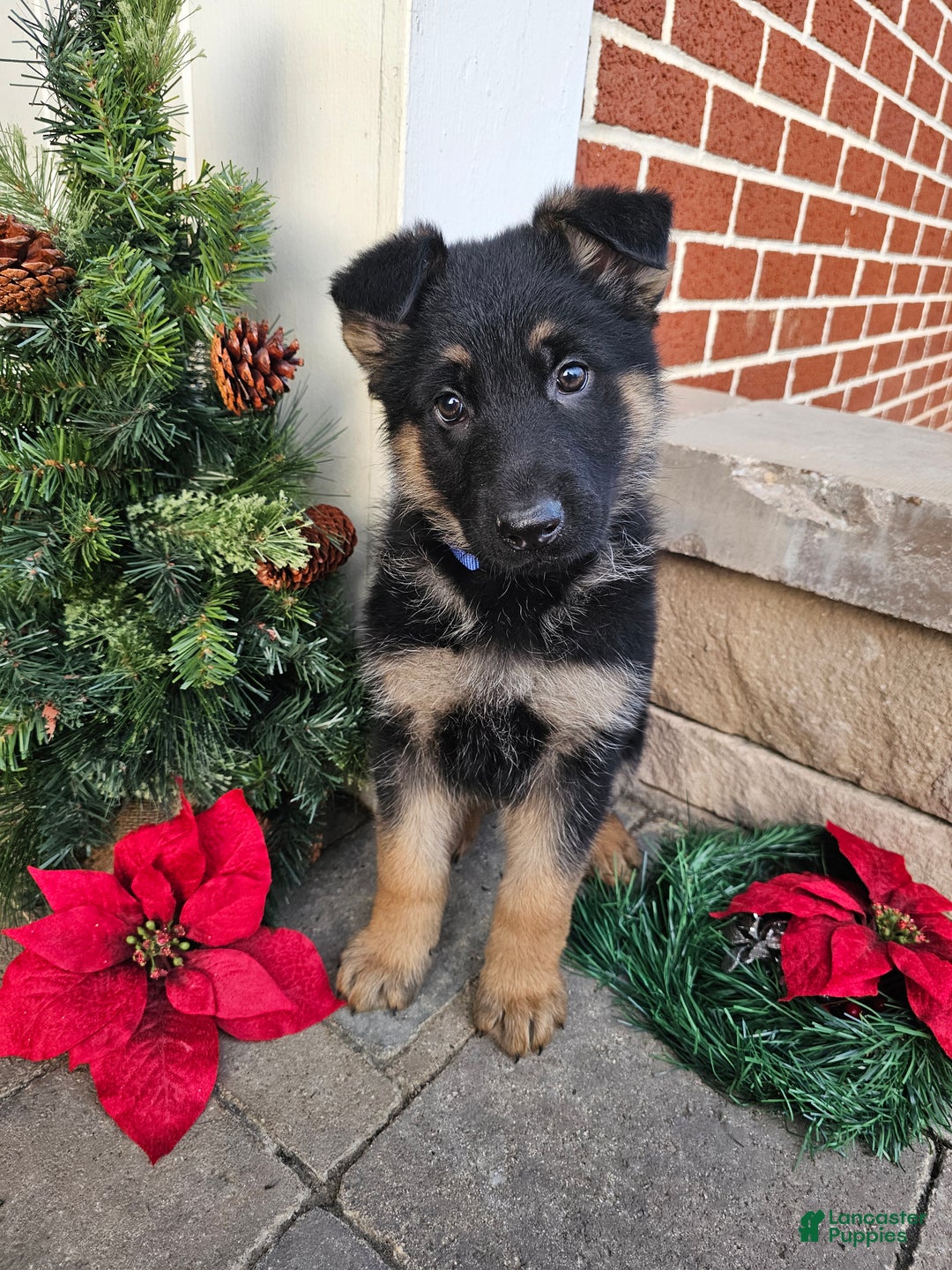 German Shepherd dogs for sale: Chance - Ad 1