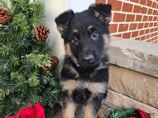 German Shepherd dogs Chance - Ad 23