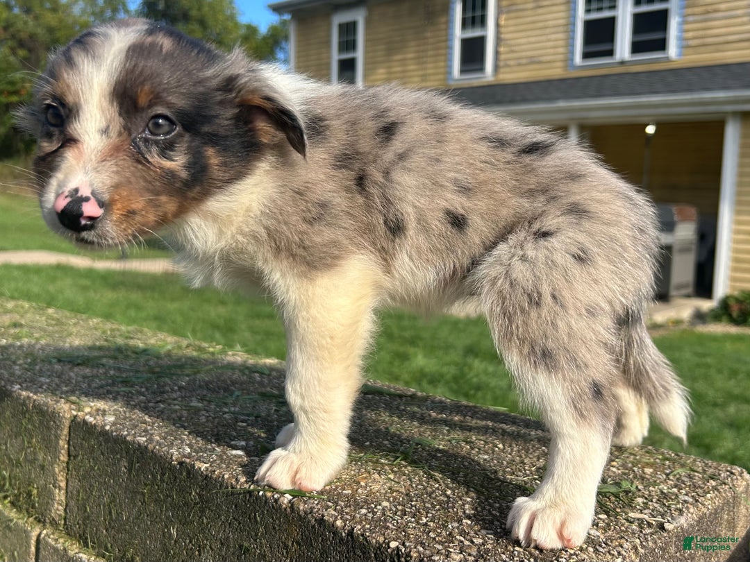 Australian Shepherd dogs for sale: Ruth - Ad 2