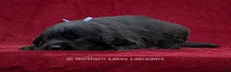 Labrador Retriever dogs for sale: Nolan - Ad 3