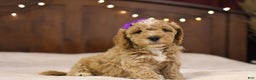 Goldendoodle dogs for sale: Holly - Ad 10