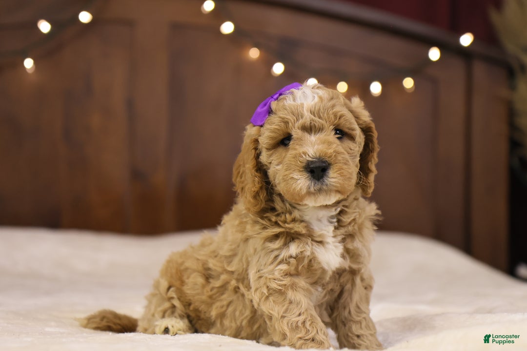 Goldendoodle dogs for sale: Holly - Ad 10