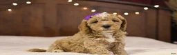 Goldendoodle dogs for sale: Holly - Ad 10