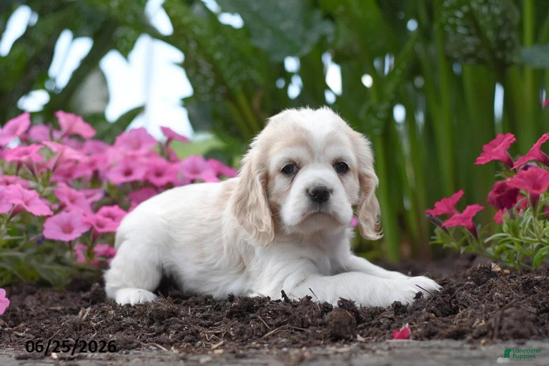 Cocker Spaniel dogs for sale: Lucie - Ad 2
