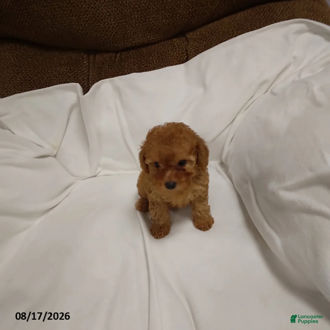 Miniature Poodle dogs for sale: Rover - Ad 3