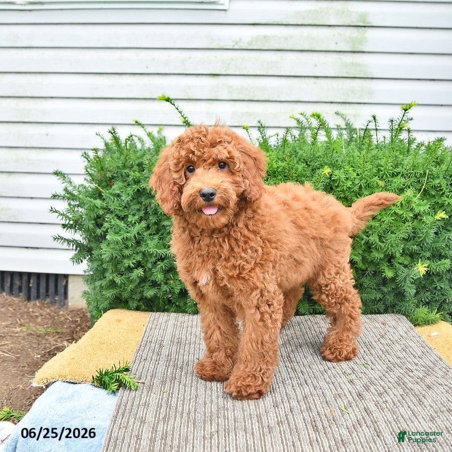 Cavapoo dogs Victor - Ad 1