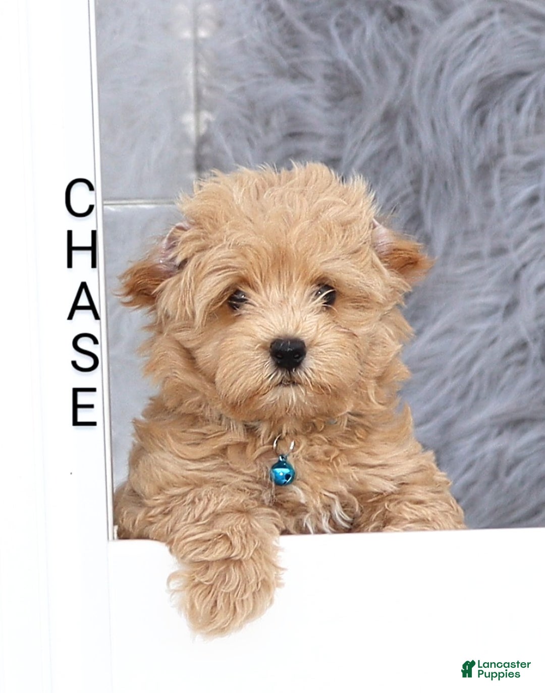 Havapoo dogs for sale: Chase 👨‍👨‍👦‍👦💞🐕 - Ad 2