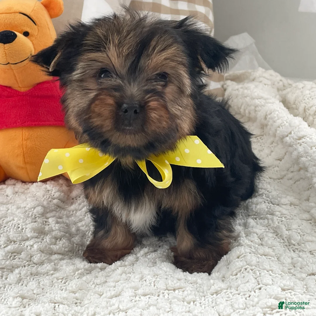 Yorkshire Terrier dogs for sale: Fluffy - Ad 1