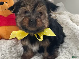 Yorkshire Terrier dogs Fluffy - Ad 7