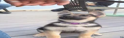 German Shepherd dogs for sale: Helena  - Ad 1