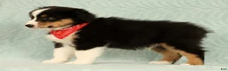Miniature Australian Shepherd dogs for sale: Carter - Ad 3