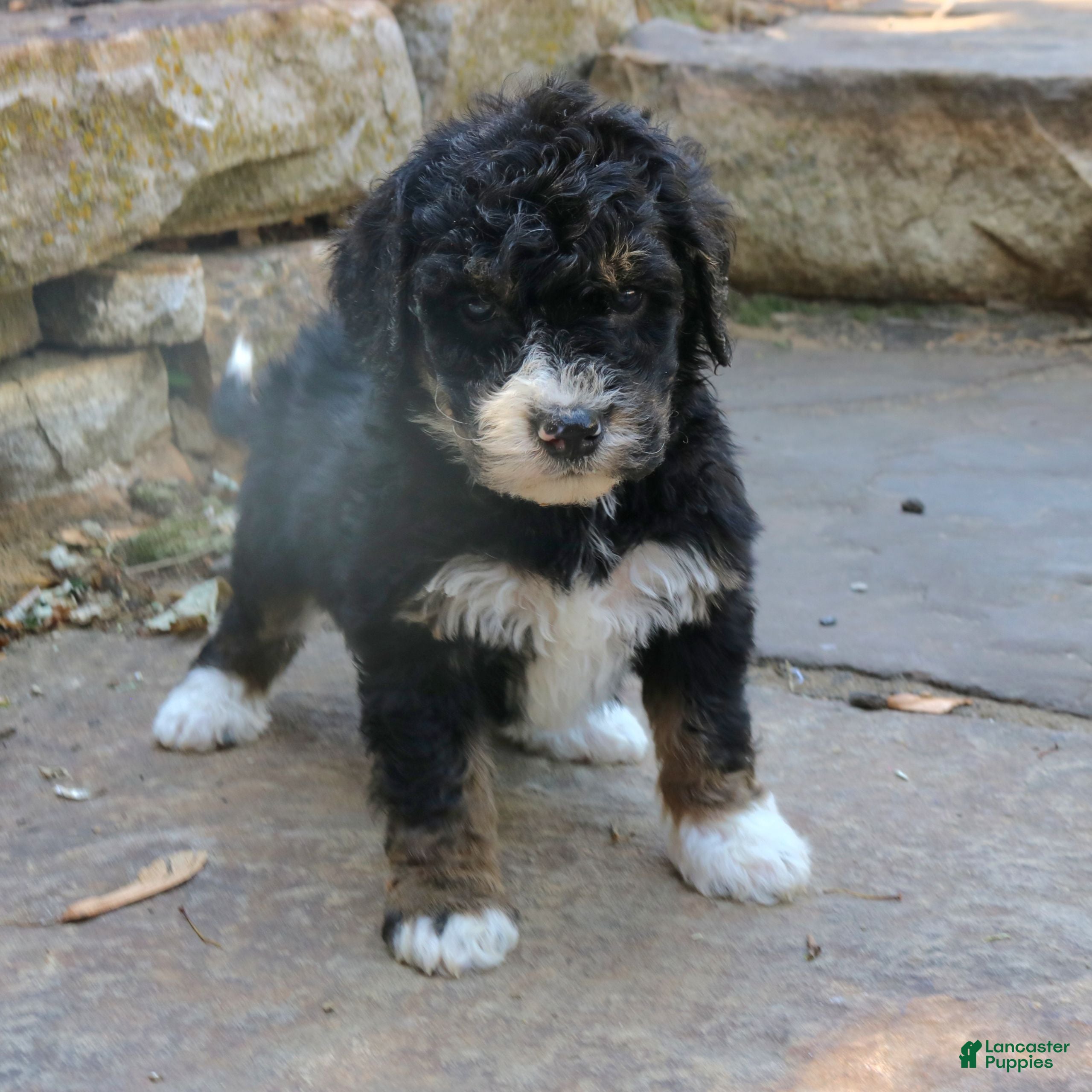 Mini Bernedoodle dogs Gina  - Ad 2