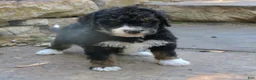 Mini Bernedoodle dogs for sale: Gina  - Ad 2