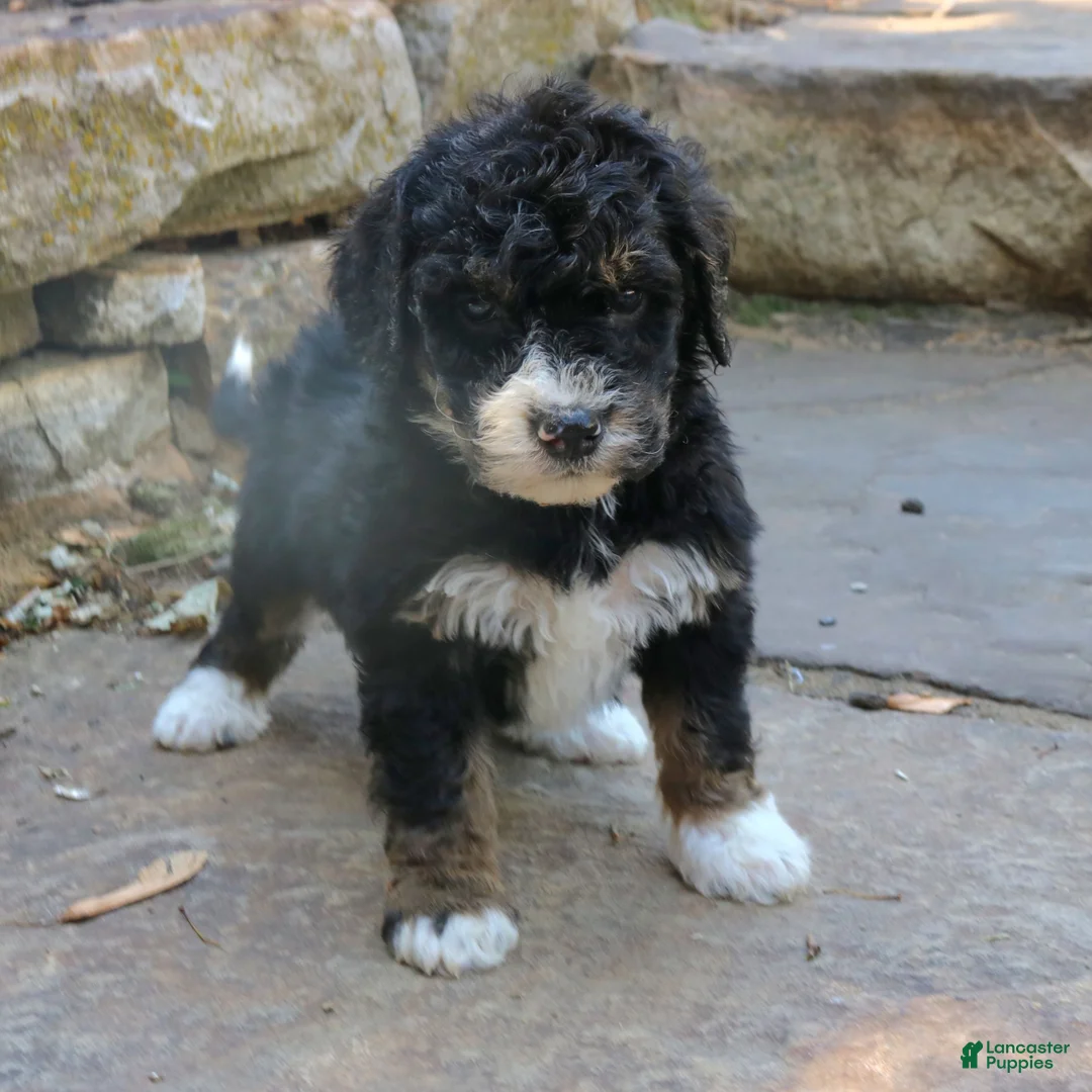Mini Bernedoodle dogs for sale: Gina  - Ad 2