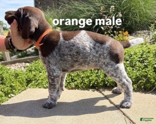 German Shorthaired Pointer dogs Orange Male - Ad 1