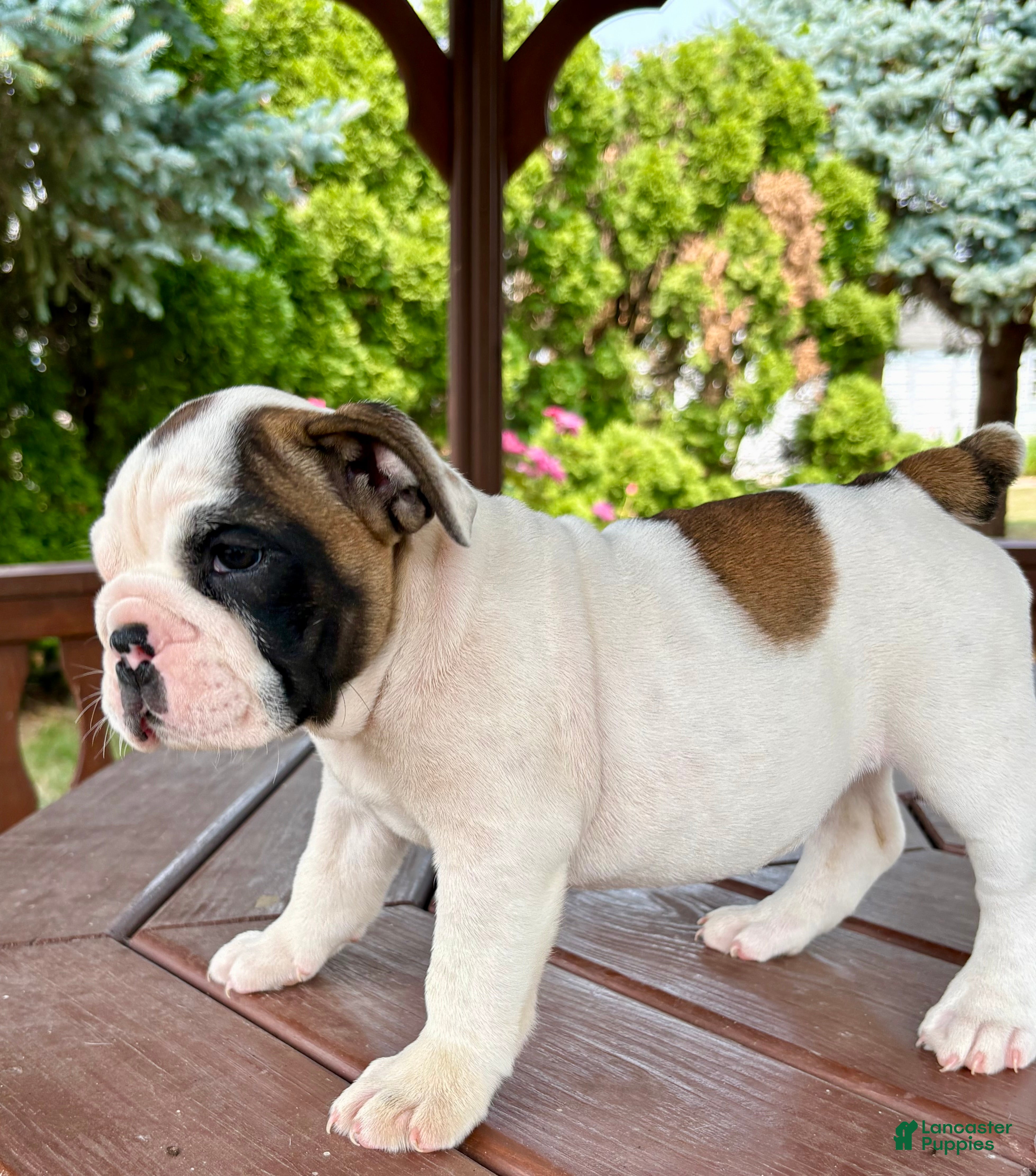 English Bulldog dogs Scarlet - Ad 2