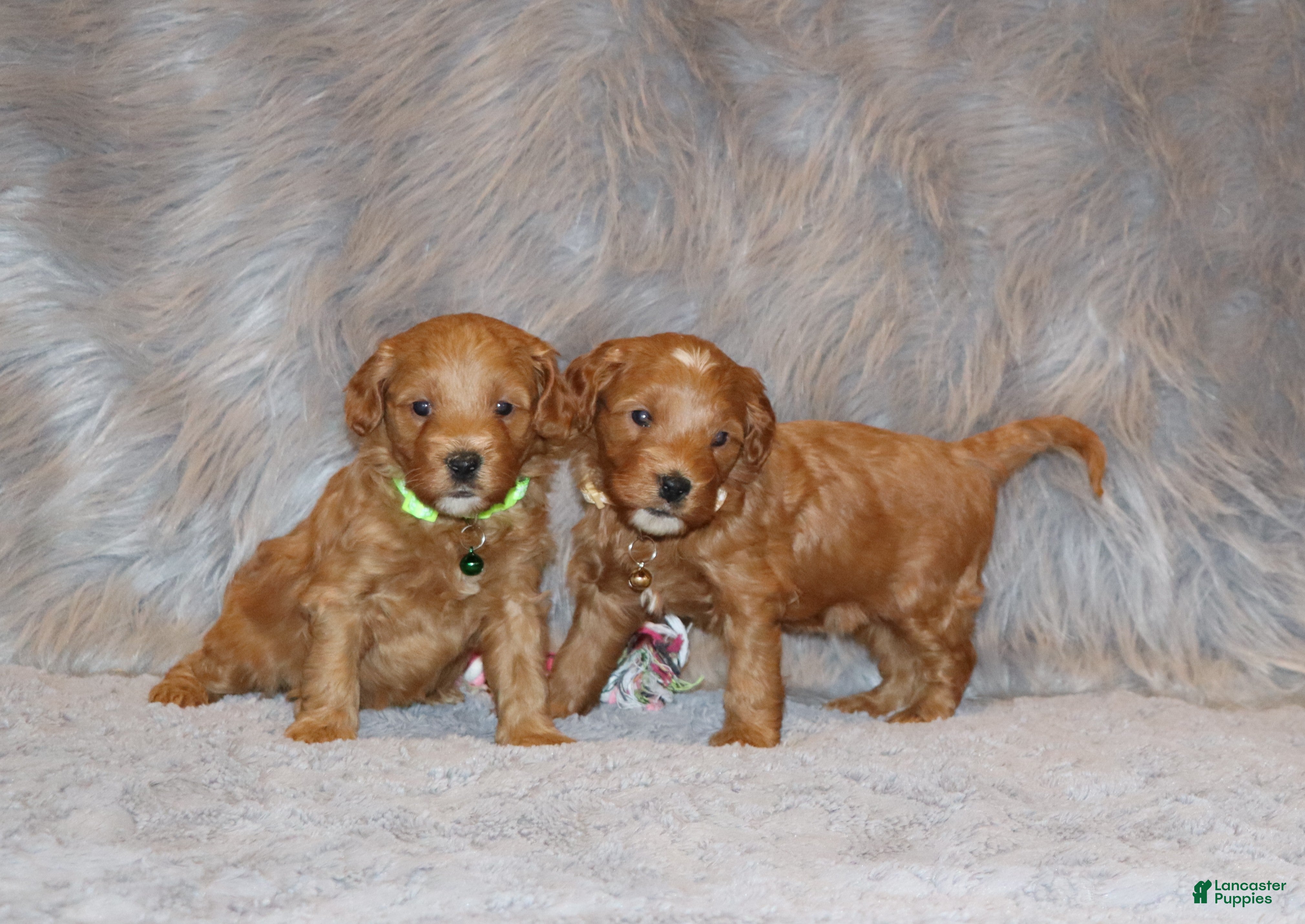 Mini Goldendoodle dogs Whitney 🌷 Genetic Clear Parents - Ad 1