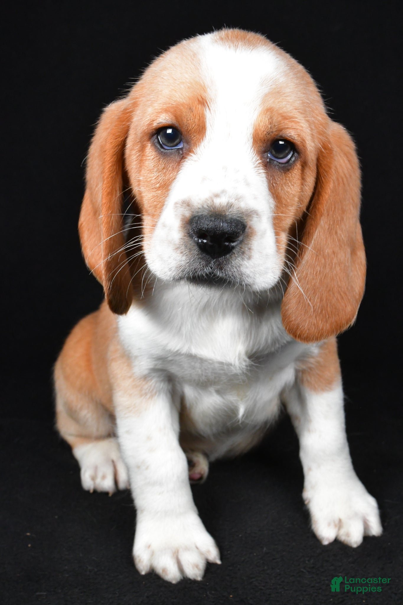 Beagle dogs Cody - Ad 2