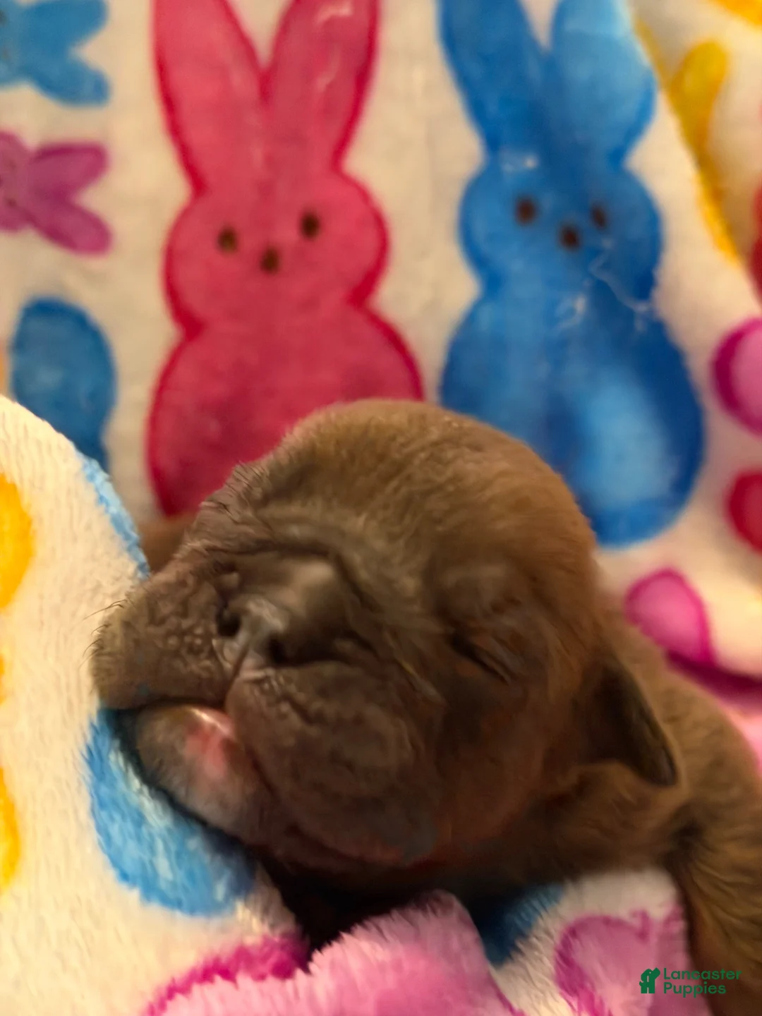 English Bulldog dogs for sale: English Bulldog Puppy 5 - Ad 1