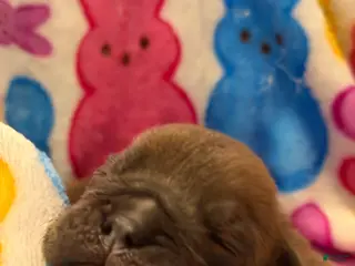 English Bulldog dogs English Bulldog Puppy 5 - Ad 42