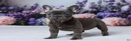 French Bulldog dogs for sale: Nyx - Ad 4