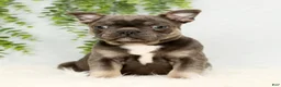 Frenchton dogs for sale: Kody - Ad 1