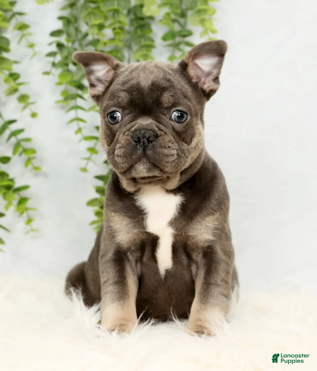 Frenchton dogs for sale: Kody - Ad 1