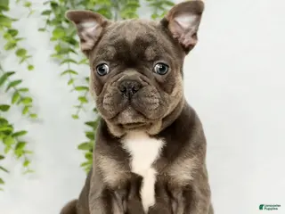 Frenchton dogs Kody - Ad 10