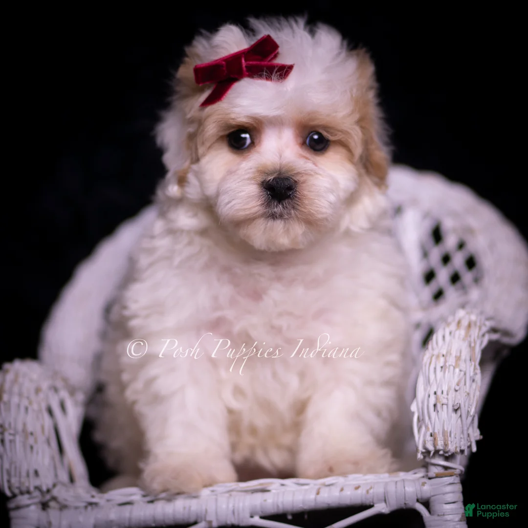 Maltipoo dogs for sale: Cardi - Ad 2