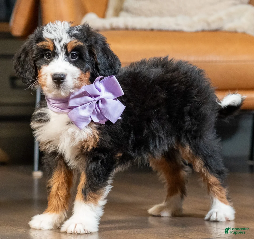 Mini Bernedoodle dogs for sale: Mini Macie - Ad 1
