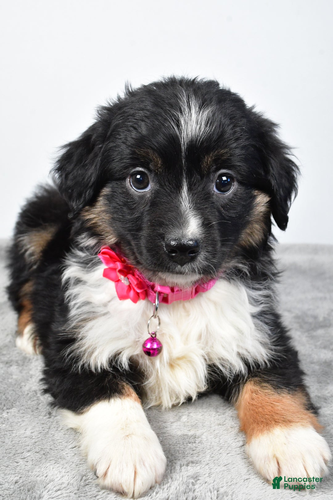 Miniature Australian Shepherd dogs for sale: Willow - Ad 7