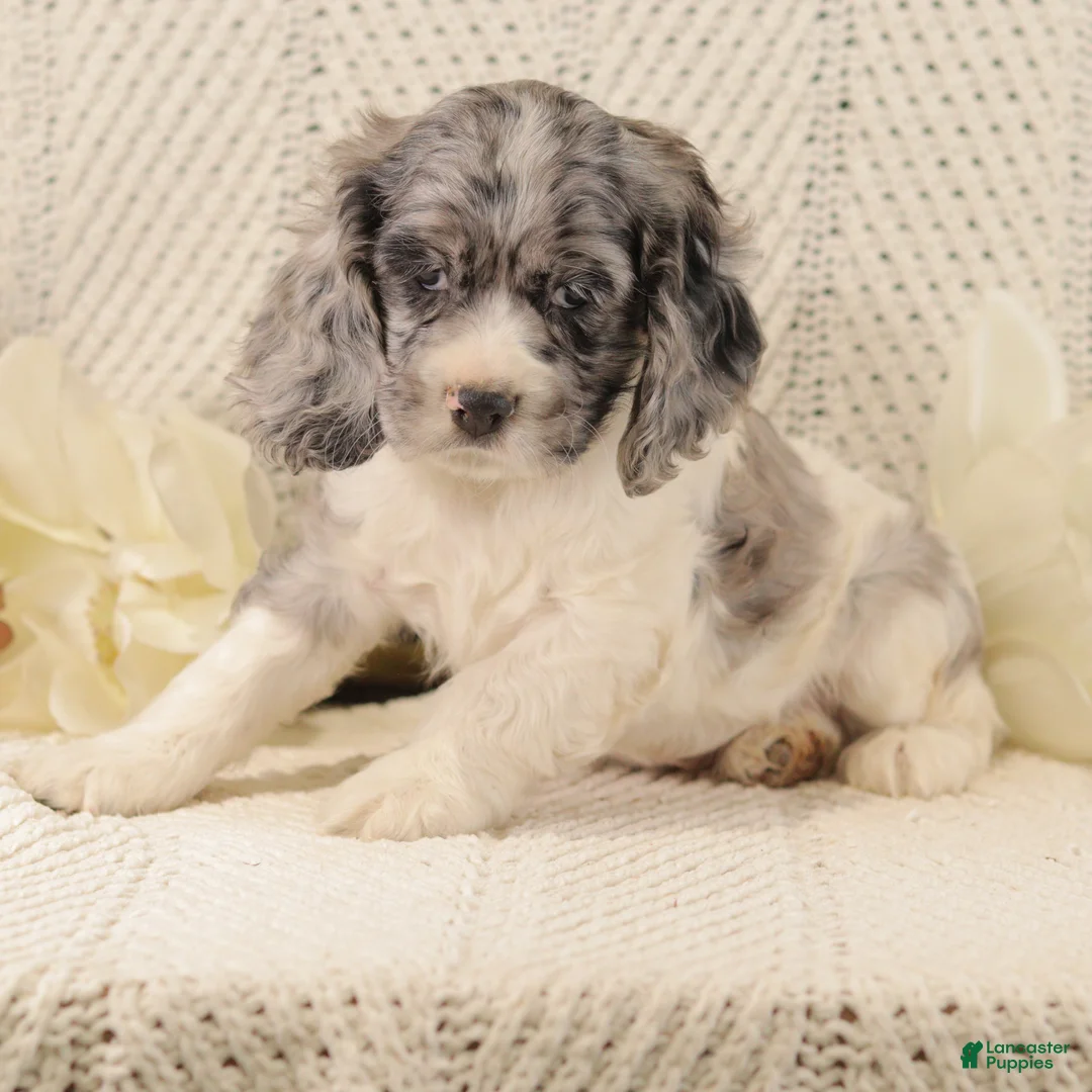 Cocker Spaniel dogs for sale: Bumble Bee - Ad 5