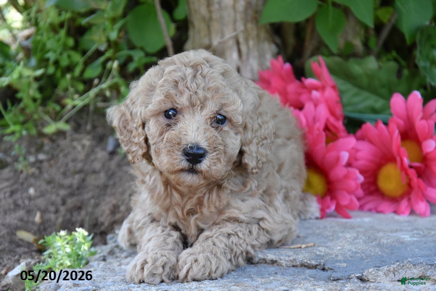 Miniature Poodle dogs Joy - Ad 1