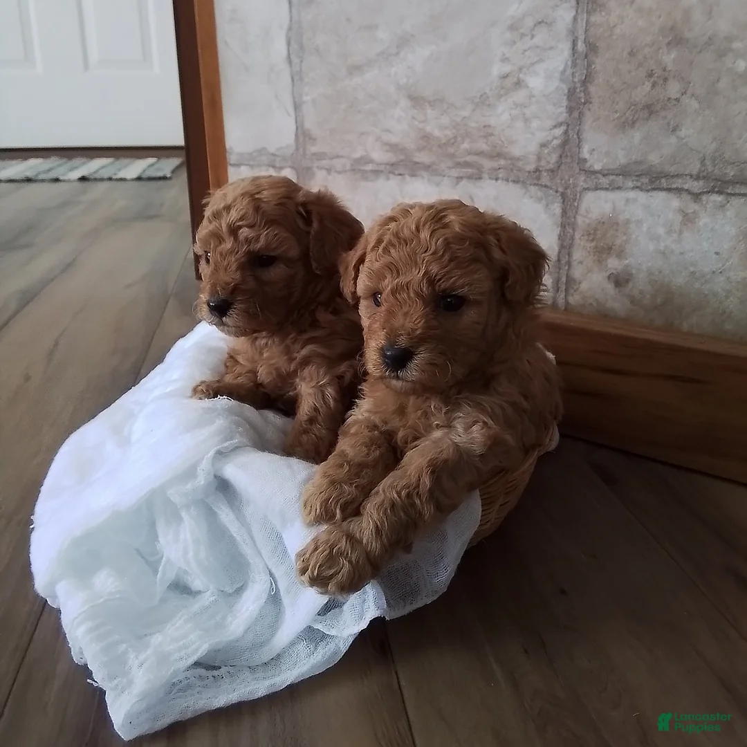 Toy Poodle dogs for sale: Basil - House Raised - Ad 9