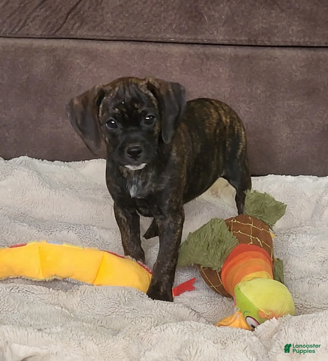 Puggle dogs for sale: Dolly - Ad 2