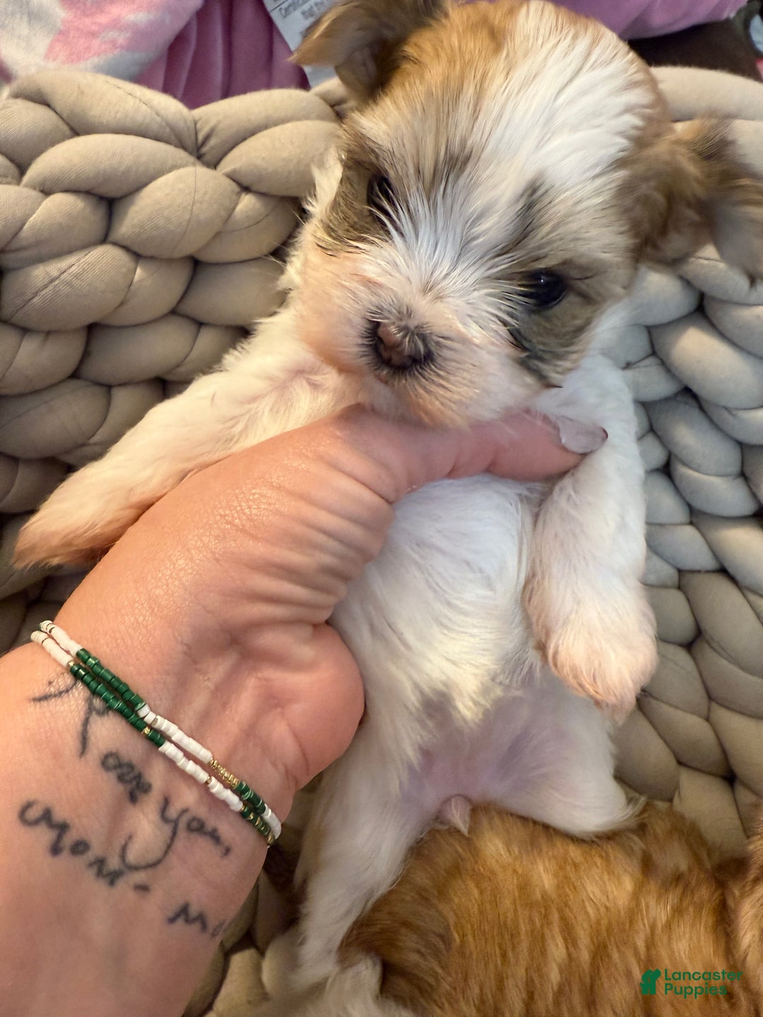 Morkie dogs for sale: TEACUP JOLLY - Ad 1