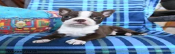 Boston Terrier dogs for sale: Quincy - Ad 4