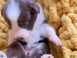 Mixed Breed dogs Mixed Breed Puppy 2 - Ad 38