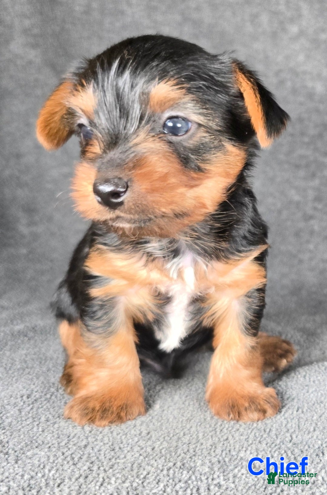 Yorkshire Terrier dogs for sale: Chief - Ad 3