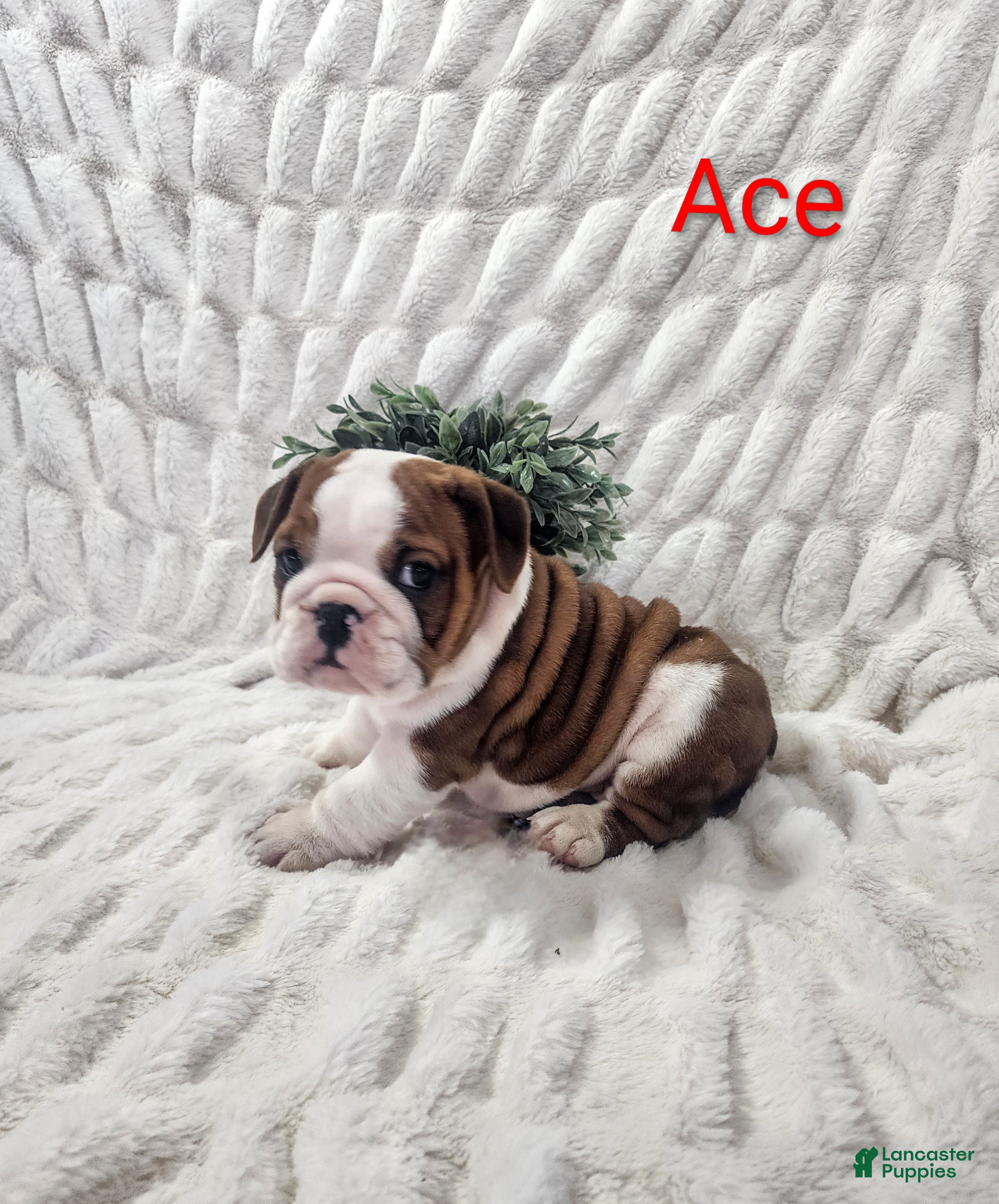 English Bulldog dogs AKC Ace  - Ad 1
