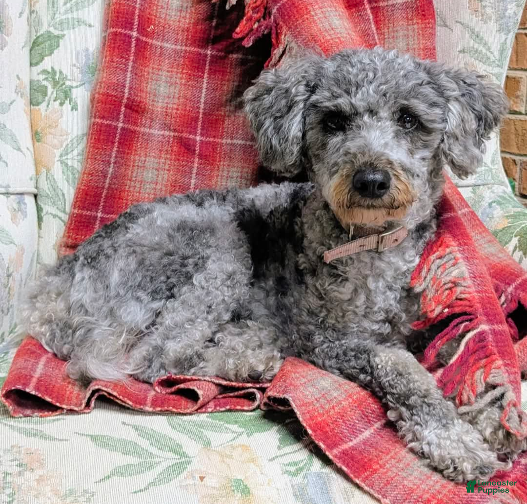 Bichpoo dogs for sale: Babe - Ad 3