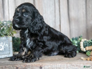 Cocker Spaniel dogs - Ad 5