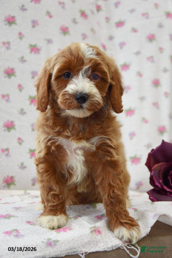 Cavapoo dogs Carla - Ad 1