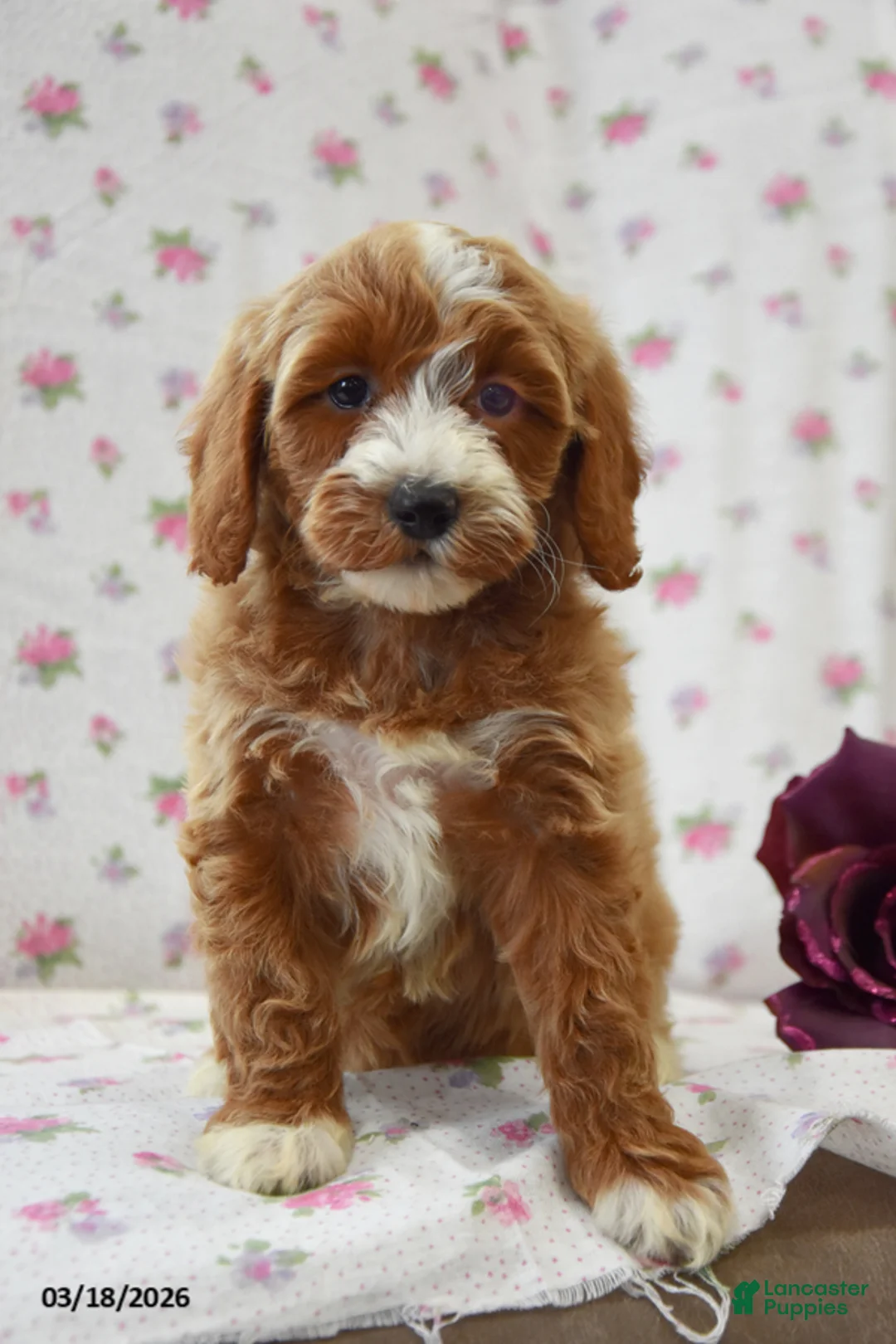 Cavapoo dogs for sale: Carla - Ad 1