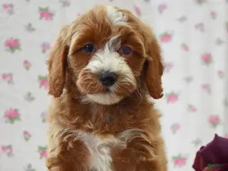 Cavapoo dogs for sale: Carla - Ad 2